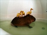 Un Capybara et des bébés canards prennent leur bain ensemble
