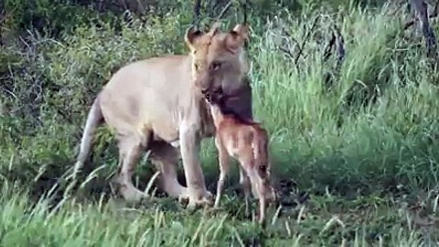 Lion défend la vie d'un autre lion de veau | GeTS Holidays