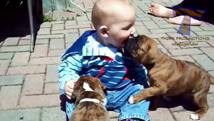 Funny babies annoying dogs - Cute dog & baby compilation