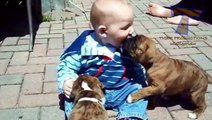 Funny babies annoying dogs - Cute dog & baby compilation