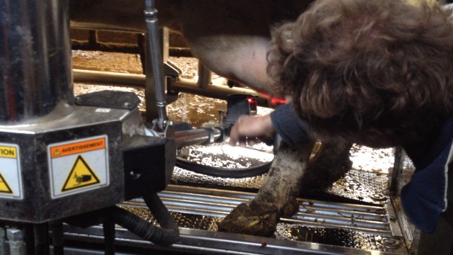 Les maternelles découvrent le robot de traite