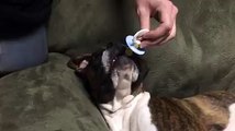 Ce chien s'endort avec sa tétine dans la bouche... Trop mignon!