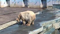 ホッキョクグマ ツヨシへ氷プレゼント(釧路市動物園)~Polar Bear & ice