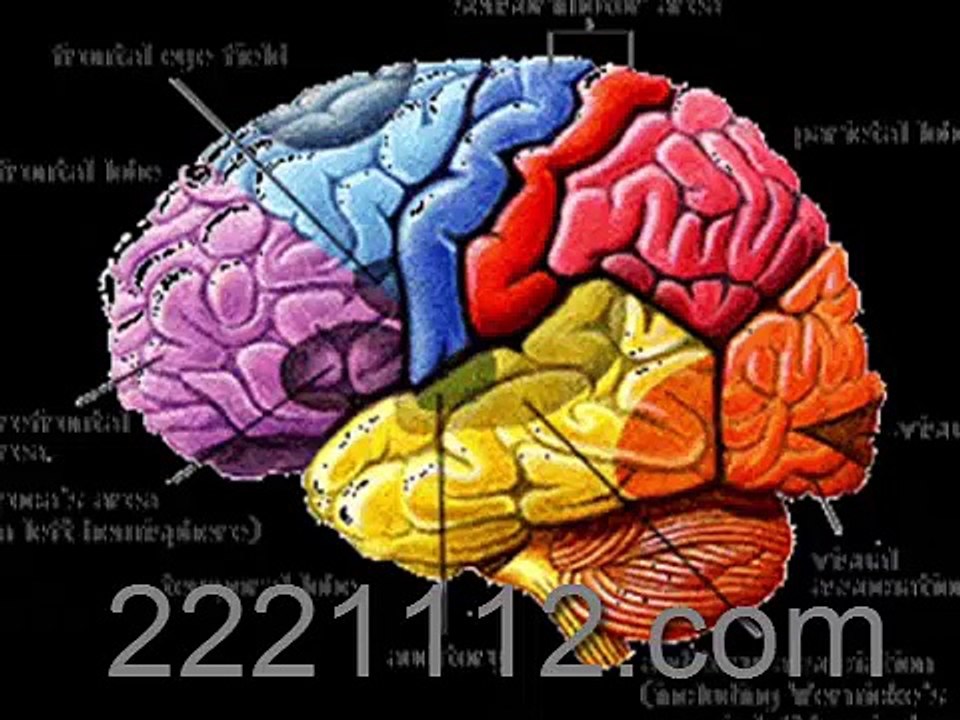 BRAIN ACTIVE - اردو