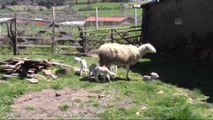 Bayramiç'te Bir Koyun Beşiz Doğurdu