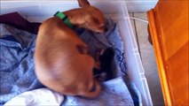 Our chihuahua deerhead (Mimi) giving birth to 4 puppies!