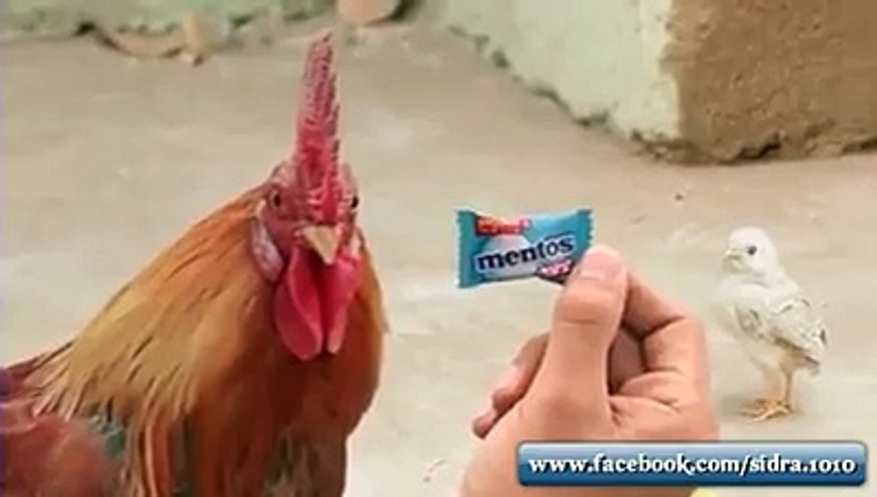 New Commercial Of Mentos - Very Funny