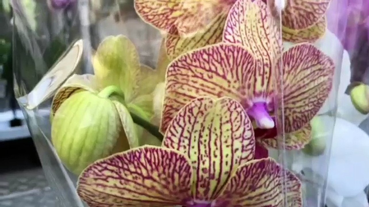 Opbouw van Bloemetjesmarkt 2015 - RTV Noord