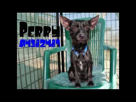 PLATINUM BABIES ( THE MUTATION OF PLANTS ANIMALS AND HUMANS ) THE NORDIC ALIENS