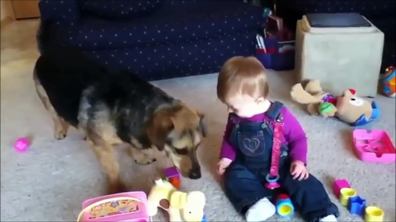 WHEN DOGS & BABIES COLLIDE