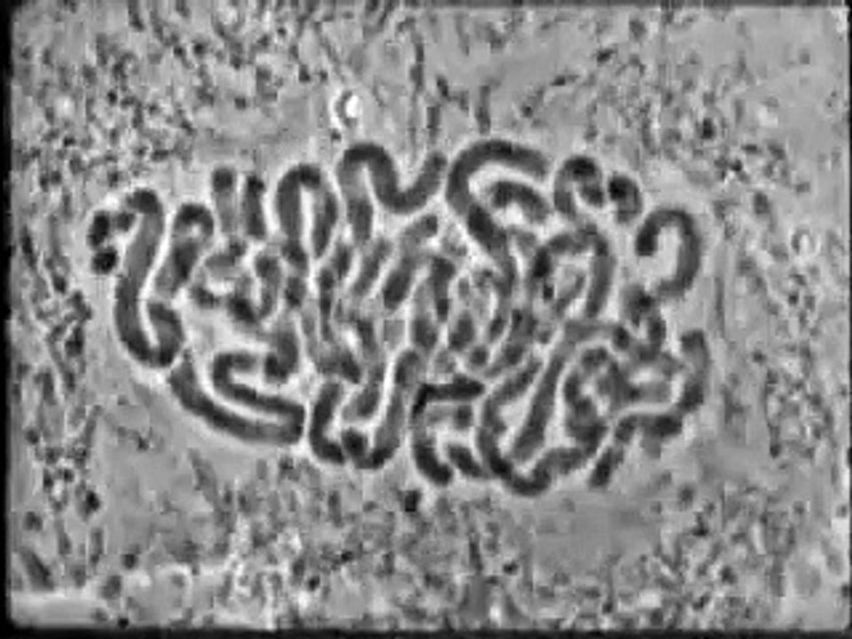 mitose