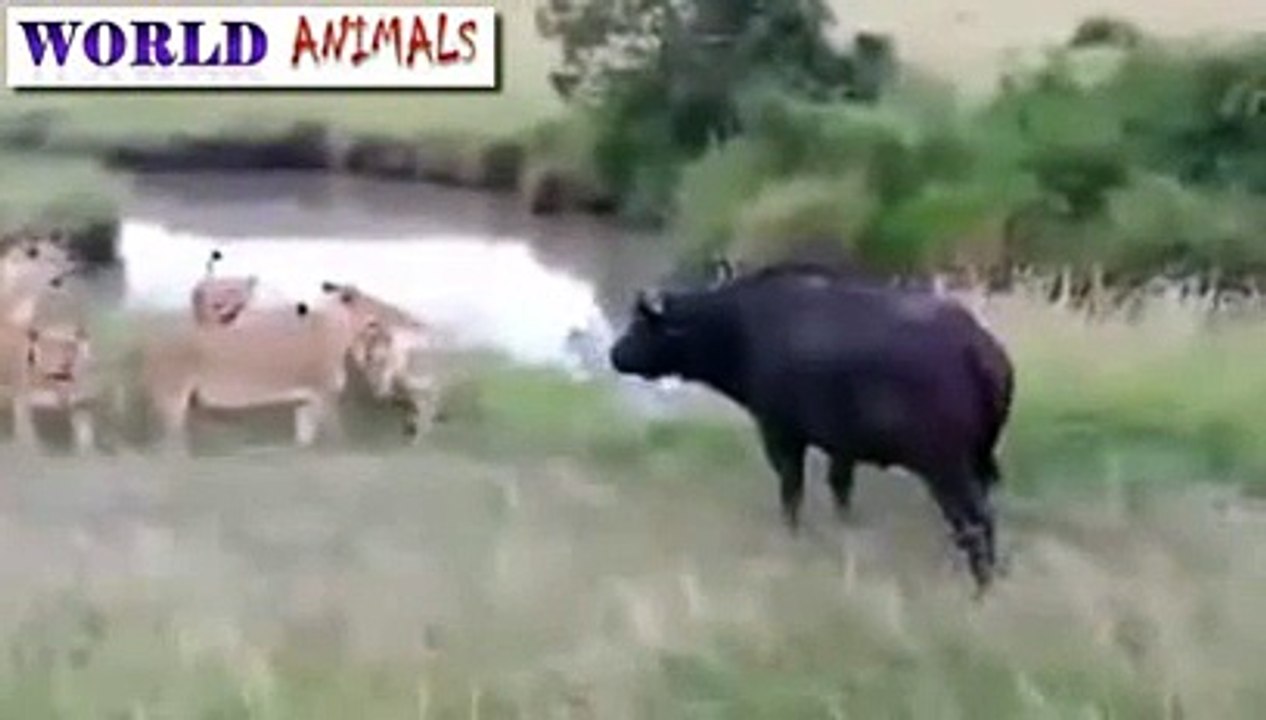 Buffalo Survive Lion Attack - Lion Attack Buffalo -
