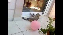 Cat and ballon in tail = explosion -