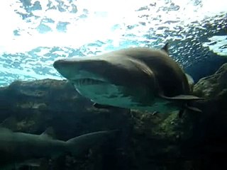 Dangerous Shark poses for photo -