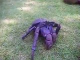 Tatos the Terror Coconut Crab