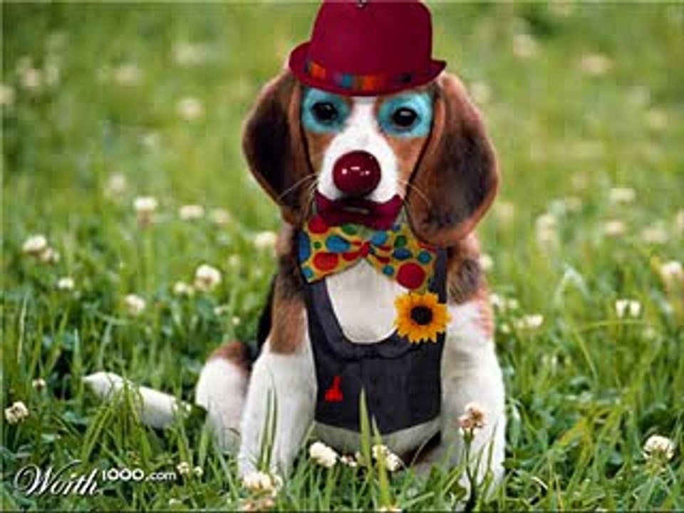 Funniest Clown Dogs -