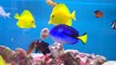 marine fish feeding, reef aquarium, yellow tang, regal tang