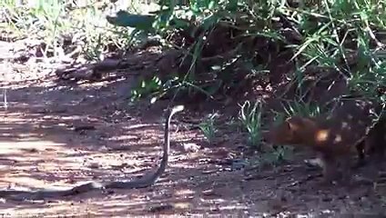 Mongoose vs Black Mamba ! -