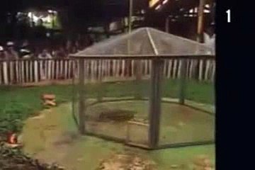 The Best Cobra vs Mongoose , Real Fight to death -