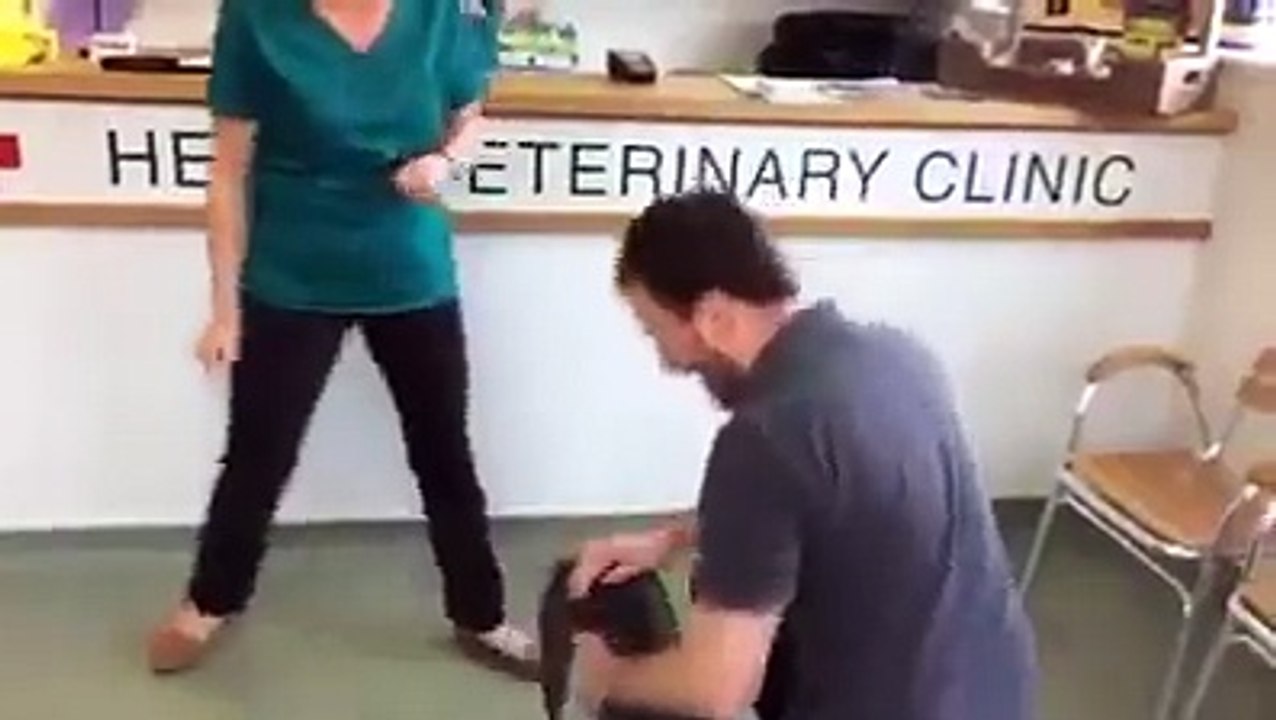 Volé par un homme en septembre dernier, un chien retrouve enfin son maître