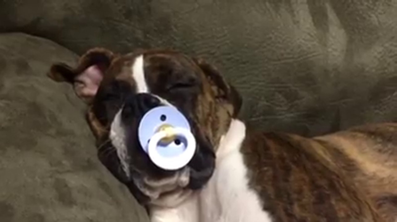 Un chien avec une tétine