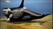 Ataque Animal - Orca (Documentário Completo & Dublado)-clube da natureza