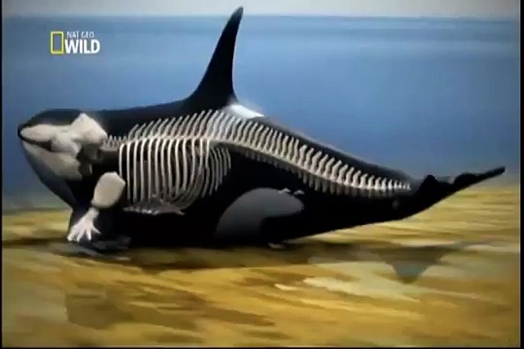 Ataque Animal - Orca (Documentário Completo & Dublado)-clube da natureza