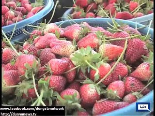 Dunya News - Strawberry planting started in Multan