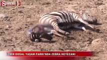 İzmir Doğal Yaşam Parkı'nda zebra heyecanı