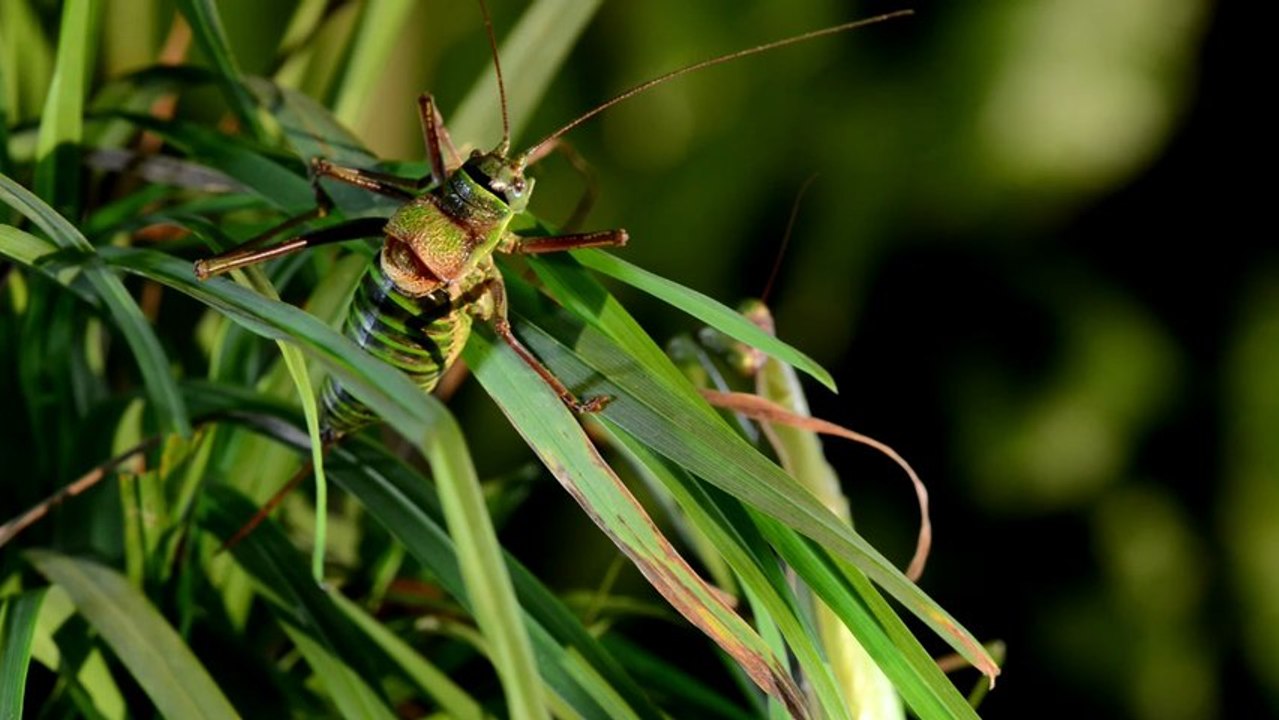 Je suis un amuse gueule le retour