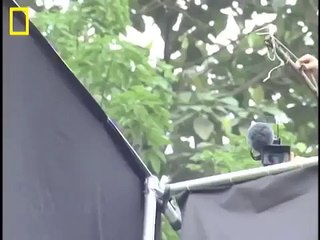 Incredible Flying Snake