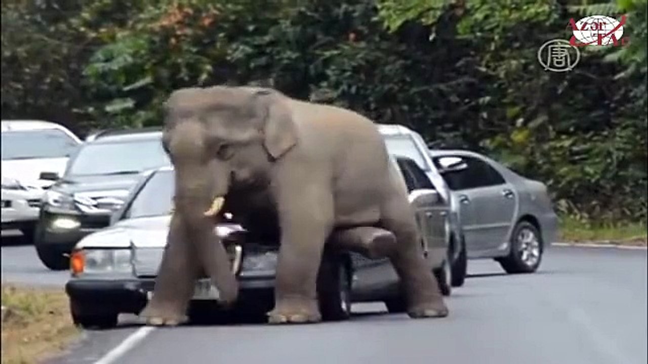 eliphant