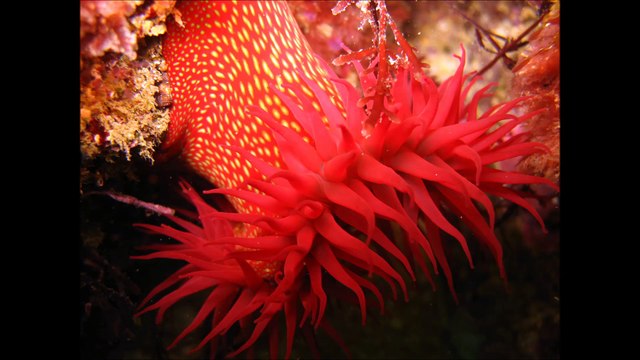 Création du Parc naturel marin de l’estuaire de la Gironde et de la mer des Pertuis