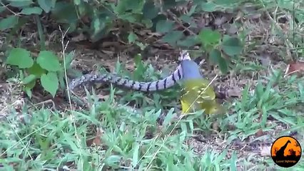 Bird vs Snake - Animal Fighting Latest Video 2015 -