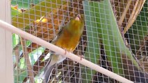 Canaries Singing