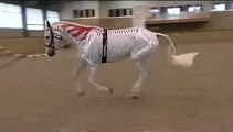 Anatomie verstehen - besser reiten, Gillian Higgins, DVD Pferde Biomechanik