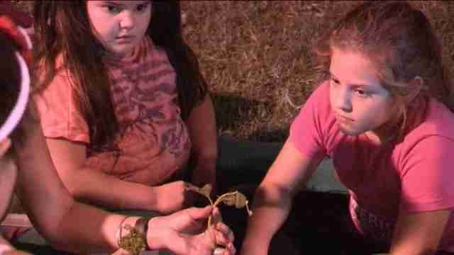 Enseñan a los más pequeños de dónde nacen los alimentos que comen