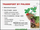 FSc Biology Book1, CH 14, LEC 6; Transport by Phloem