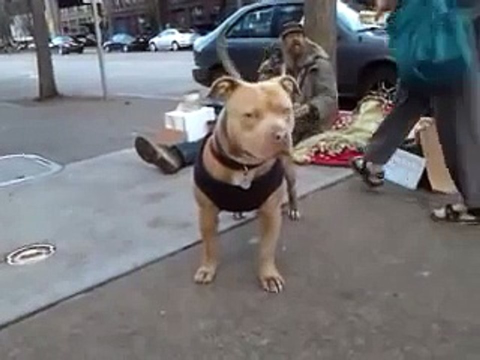 PIT BULL VS ROTTWEILER Homeless man w Pit Bull