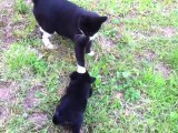 Cats Meeting Puppies for the First Time Compilation 2014 [NEW HD]