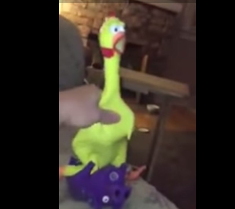 Excitable Rubber Chicken Emits a Funny Noise video Dailymotion