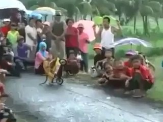 Funny - Monkey of Year - Video Dailymotion