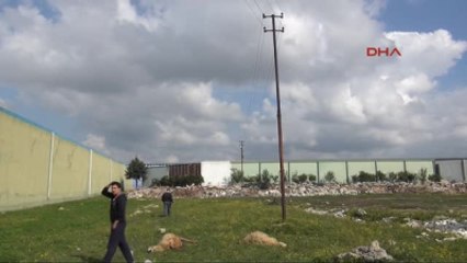 Adana Üzerlerine Elektrik Teli Düşen 2 Koyun Telef Oldu