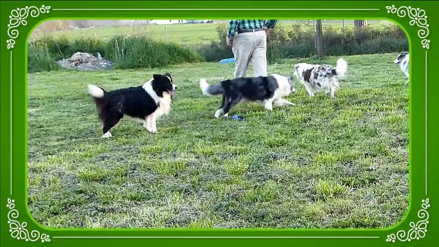 Mafalda's Border Collie - Nuestros border collie 3 Abril 2015