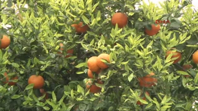 Adana - Portakal Çiçeği Karnavalı'nda 50 Bin Kişi Yürüyecek