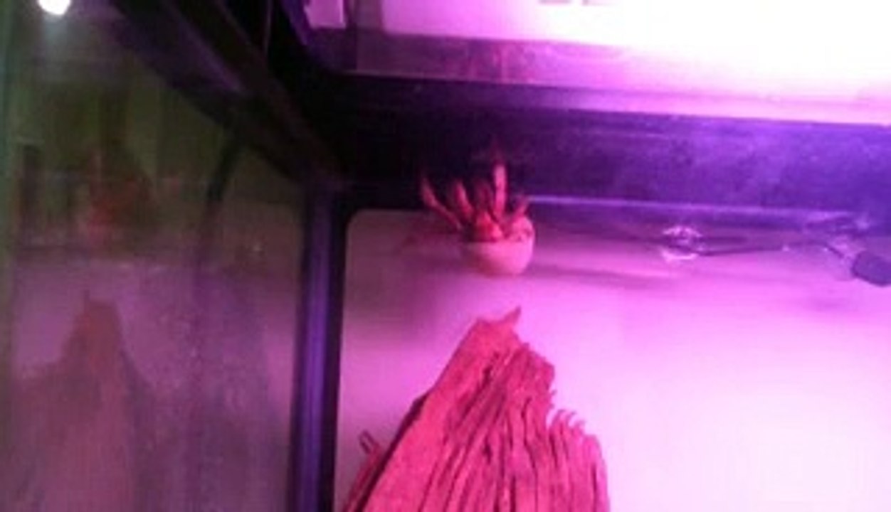 Crazy Crab Roof Walking