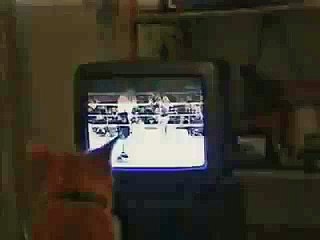 Funny Boxing Cat Watch Box on TV - Really Funny !