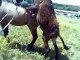 Donkey playing with Horse mate funny funny animal