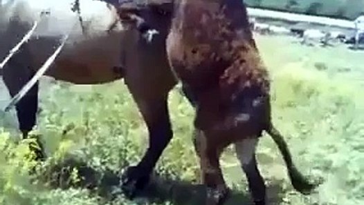 Donkey playing with Horse mate funny funny animal - video dailymotion