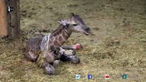 Un petit girafon naît dans le parc animalier Pairi Daiza